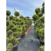 Купресcоципарис Лейланда Cast gold(НІВАКІ) Cupressocyparis leylandii Cast gold (помпон)